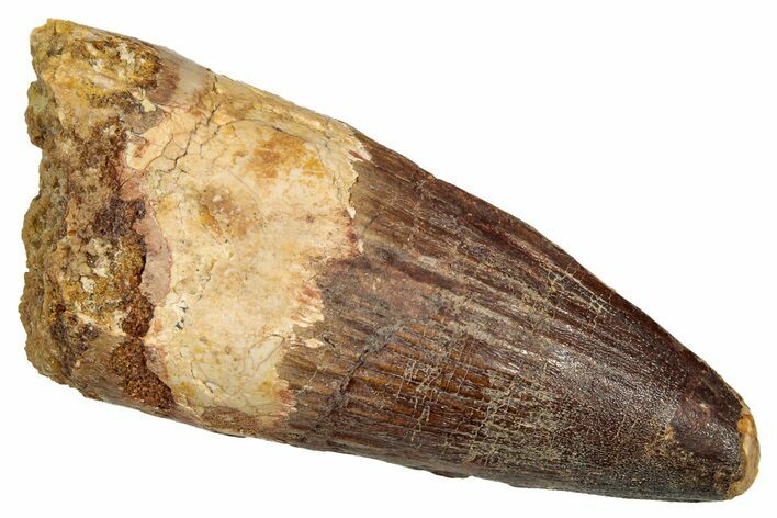 Fossil Spinosaurus Tooth - Real Dinosaur Tooth #343633